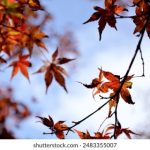 盛世平台官网全新版本上线,功能升级与安全保护全面提升 01ejjn