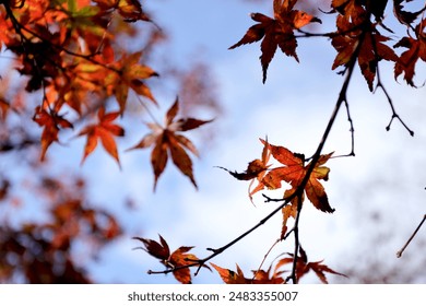 盛世平台官网全新版本上线，功能升级与安全保护全面提升