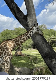 盛大娱乐娱乐如何打造多元化的娱乐生态系统