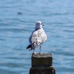 987开奖结果揭晓,幸运号码震撼公布 ju4n66682x