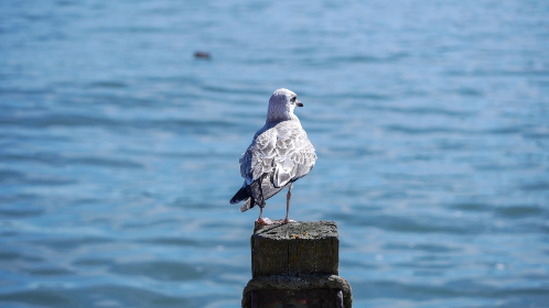 987开奖结果揭晓，幸运号码震撼公布