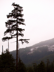 99067期最新开奖结果与中奖号码查询