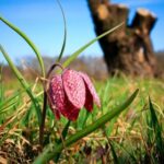 NBA高清直播在线观看:全程实时免费篮球赛事转播 t8tzf